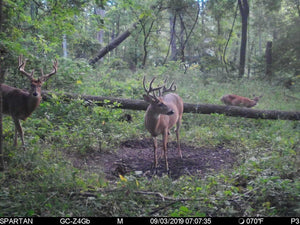 Mineral For Whitetails: To Feed Or Not To Feed