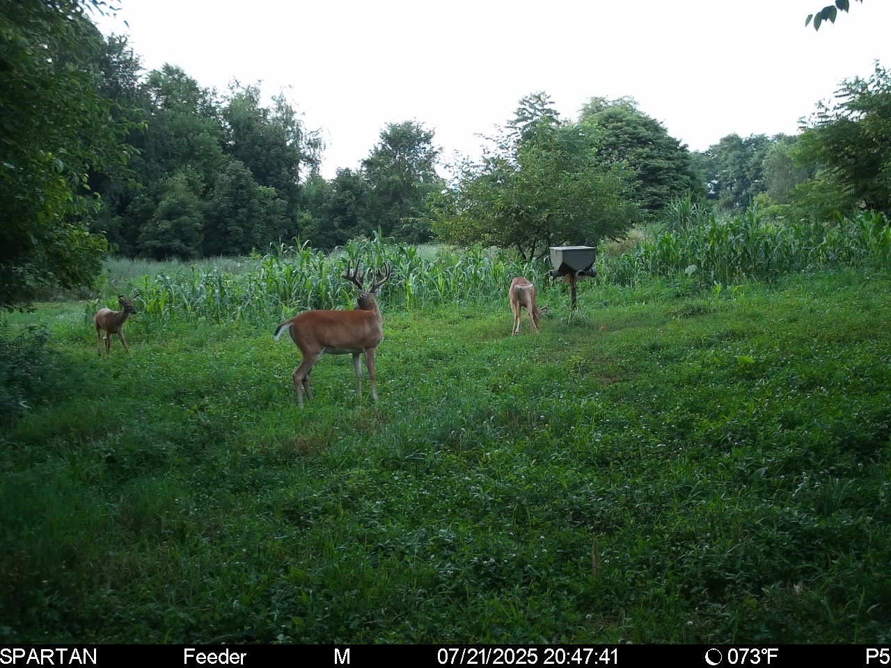 PowerMax Ultimate Deer Feed - Contact for orders; Delivery available