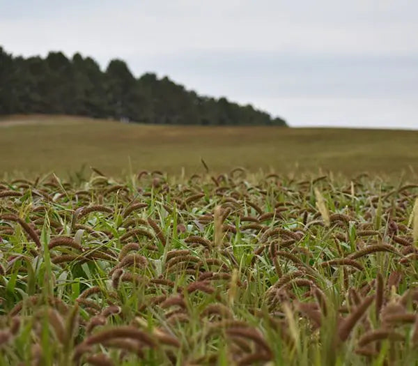 German (Golden) Millet