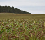 German (Golden) Millet