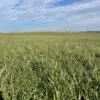 Grass Max Mix