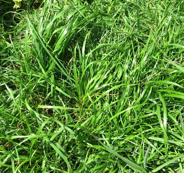 Horse Pasture Mix