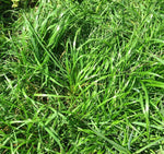 Horse Pasture Mix