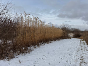 Miscanthus Giganteus - PRE-ORDER ONLY Starting February 1st, 2025