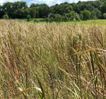 Little Country Native Mix