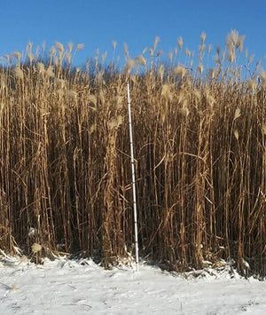 Miscanthus Giganteus - PRE-ORDER ONLY Starting February 1st, 2025