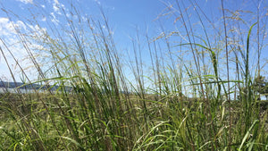 RC Big Rock Switchgrass