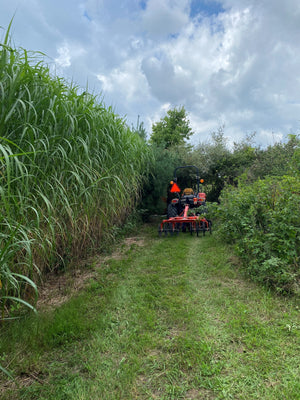 Miscanthus Giganteus - PRE-ORDER ONLY Starting February 1st, 2025