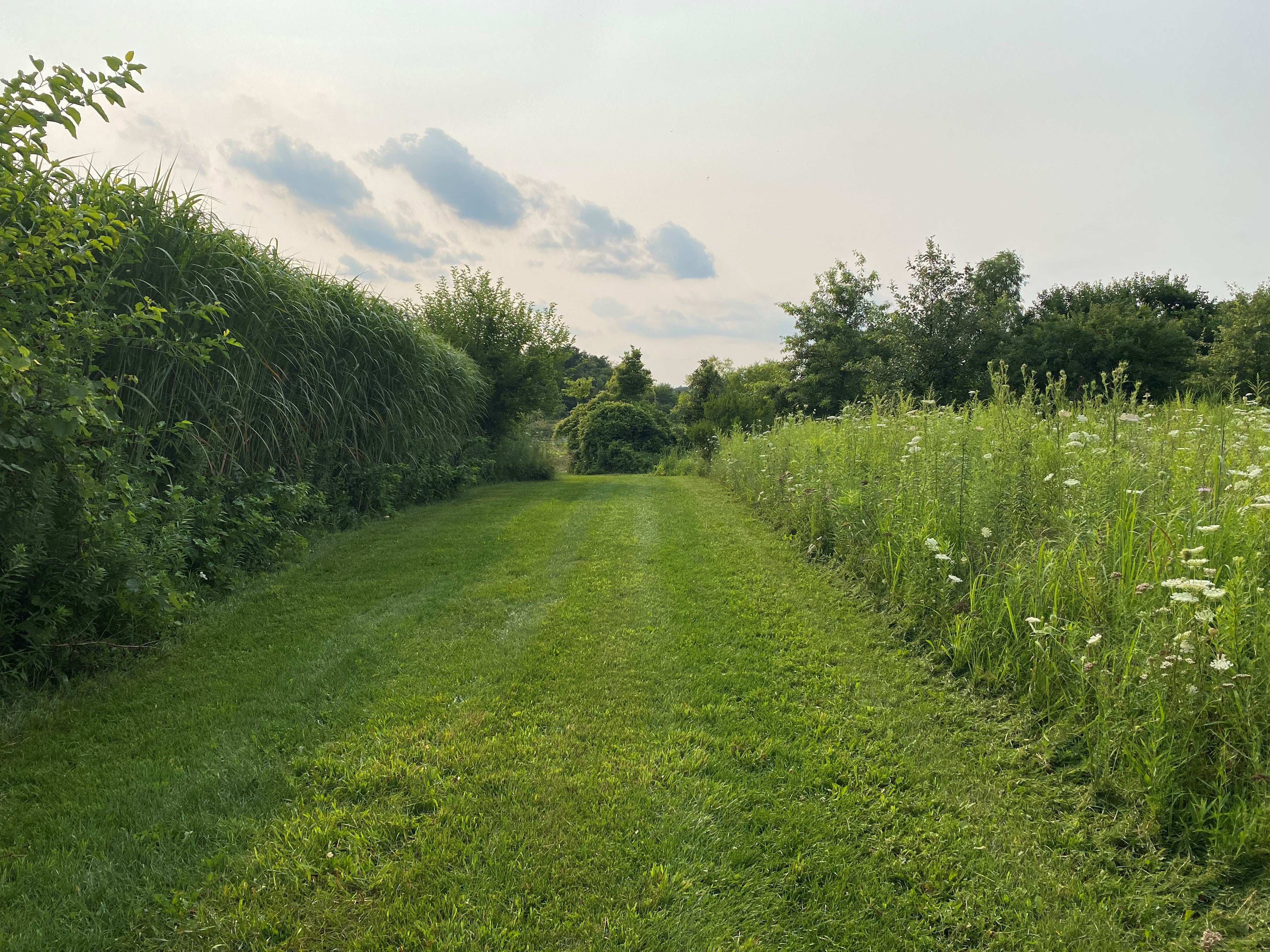 Miscanthus Giganteus - PRE-ORDER ONLY Starting February 1st, 2025