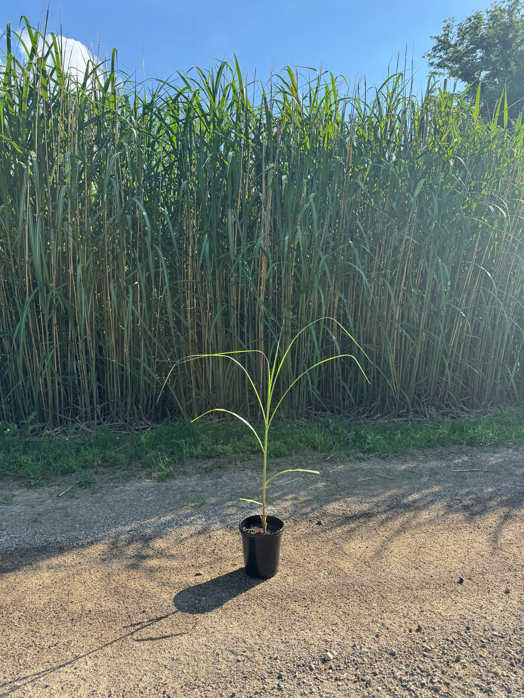 Miscanthus Giganteus - Potted 1 Gal (if purchasing less than 12)