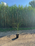Miscanthus Giganteus - Potted 1 Gal (if purchasing less than 12)