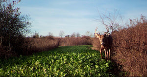 Fall Forage - Double Tine Innovations