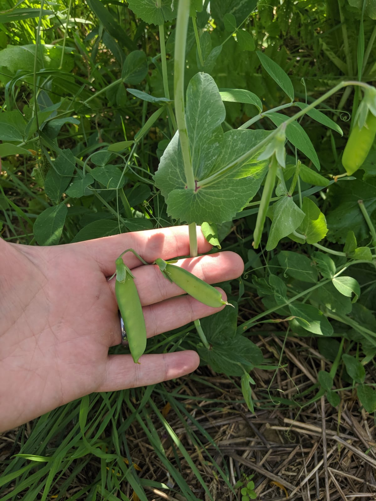 Bean Bedlam
